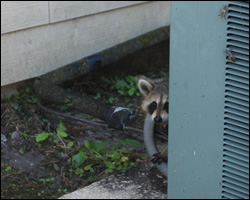 Raccoon removal and control New Market VA