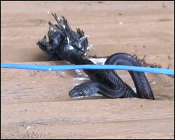 Snake control in New Market VA