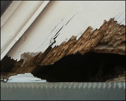 Squirrel damage in New Market VA