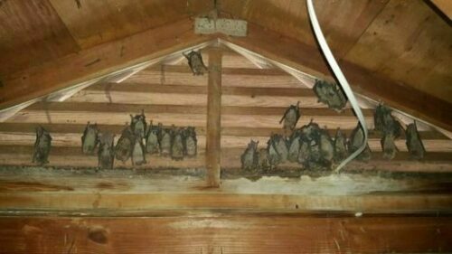 Bats in the Attic