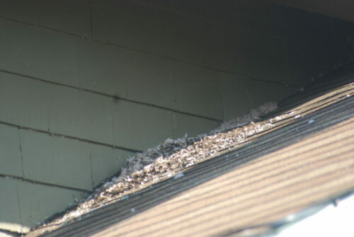 Bat Guano on the Roof