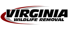 New Market Wildlife Removal